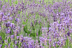 lavender flower bushes in the cultivated field for the productio