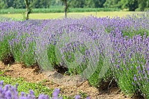 lavender flower bushes in the cultivated field for the productio