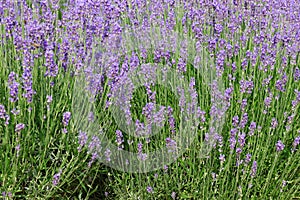 Lavender flower bushes in the cultivated field for the productio
