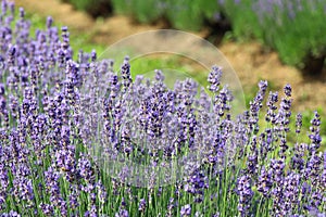 lavender flower bushes in the cultivated field for the productio