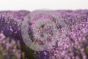 Lavender flower bushes in a row on field.