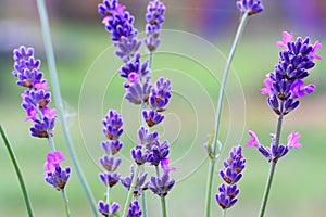 Lavender flower close-up