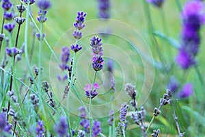 Lavender flower close-up
