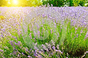 Lavender flower close up in a field