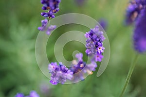 Lavender flower closeup, Purple flowers of lavender. aromatic herbal plantation