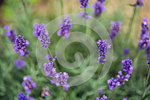 Lavender flower closeup, Purple flowers of lavender. aromatic herbal plantation