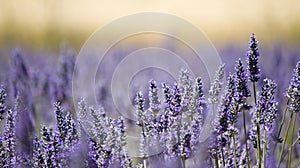 Lavender flower field.