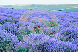 Lavender flower field, beautiful summer landscape