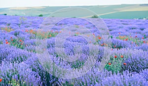 Lavender flower field, beautiful summer landscape