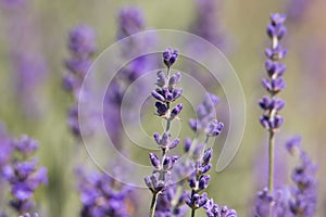 Lavender flower field, Blooming purple fragrant lavender flowers.