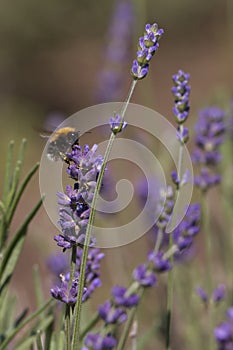 Lavender flower field, Blooming purple fragrant lavender flowers.