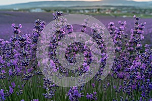 Lavender flower field, Blooming purple fragrant lavender flowers. Growing lavender swaying in the wind, harvesting