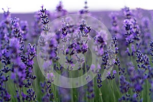 Lavender flower field, Blooming purple fragrant lavender flowers. Growing lavender swaying in the wind, harvesting