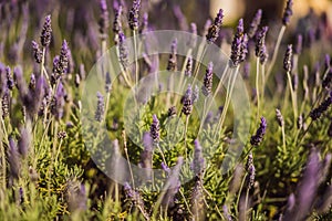 Lavender flower field, Blooming Violet fragrant lavender flowers. Growing Lavender swaying on wind over sunset sky