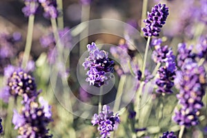 Lavender flower field, Blooming Violet fragrant lavender flowers. Growing Lavender swaying on wind over sunset sky