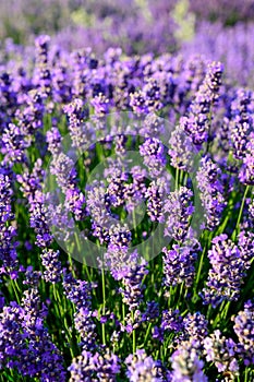 Lavender flower field close up detail in summer time