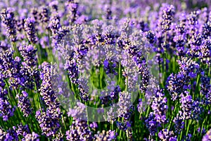 Lavender flower field close up detail in summer time