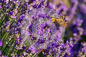 Lavender flower field close up detail in summer time