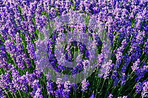 Lavender flower field close up detail in summer time