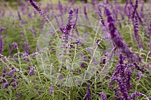 Lavender flower field photo