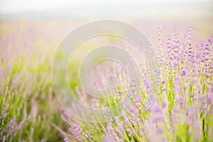 Lavender flower field.