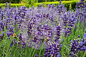 Lavender flower field, fresh purple aromatic flowers for natural background. Violet lavender field