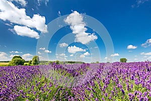 Lavender flower field in full bloom, sunny blue sky