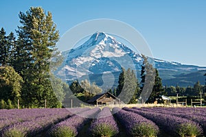 Lavender flower field near Mt. Hood in Oregon, with an abandoned barn