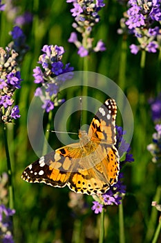 Lavender flower field with Painted lady butterfly