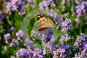 Lavender flower field with Painted lady butterfly