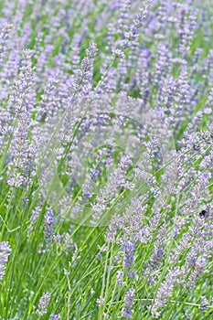 Lavender flower field in summer