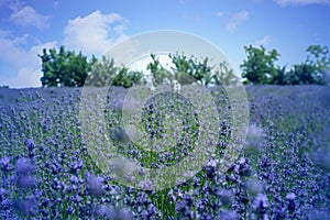 Lavender flower in flower fileds, Italy