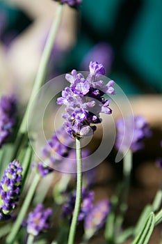 Lavender Flower in Garden