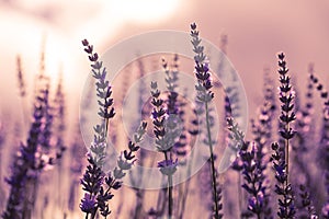 Lavender flower in the garden,park,backyard,meadow blossom in th