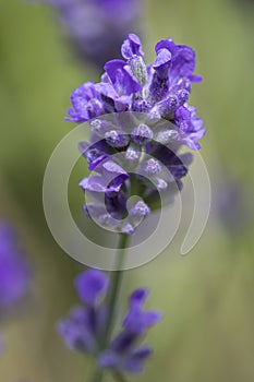 Lavender flower in a garden in summertime photo