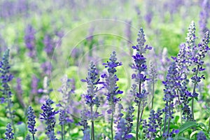 Lavender flower in graden