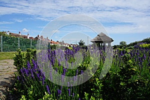 Lavender in flower, Great Yarmouth Venetian Gardens