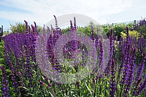 Lavender in flower, Great Yarmouth Venetian Gardens