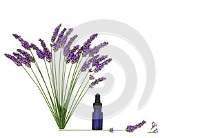 Lavender Flower Herb Aromatherapy Essential Oil