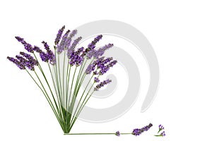 Lavender Flower Herb Natural Alternative Medicine