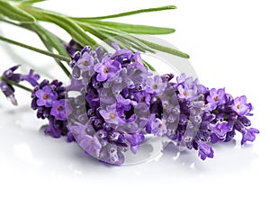 Lavender flower isolated