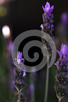 Lavender flower isolated on a dark background
