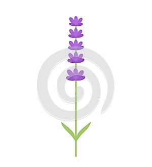 Lavender flower isolated