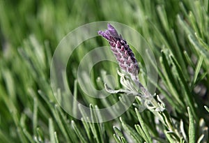 Lavender flower Lavandula angustifolia bush