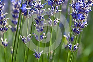 Lavender flower (Lavandula x intermedia)