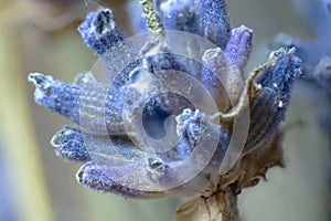 Lavender flower photo