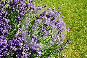 Lavender flower lavendula in full bloom