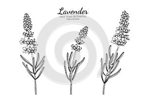 Lavender flower and leaf hand drawn botanical illustration with line art