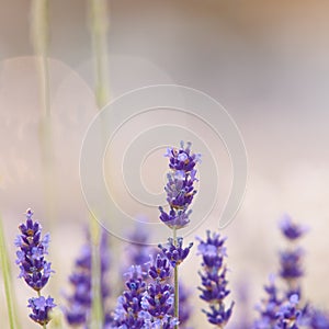 Lavender flower Natural look of Lavender flowers Lavandula