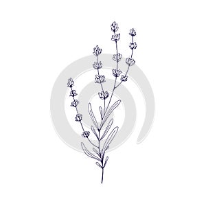 Lavender flower, outlined botanical drawing. Lavanda branch, French lavandula. Engraved contoured floral plant, lavander